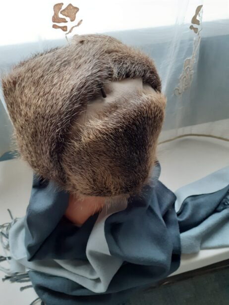 Men's classic ushanka, leather, fur - nutria